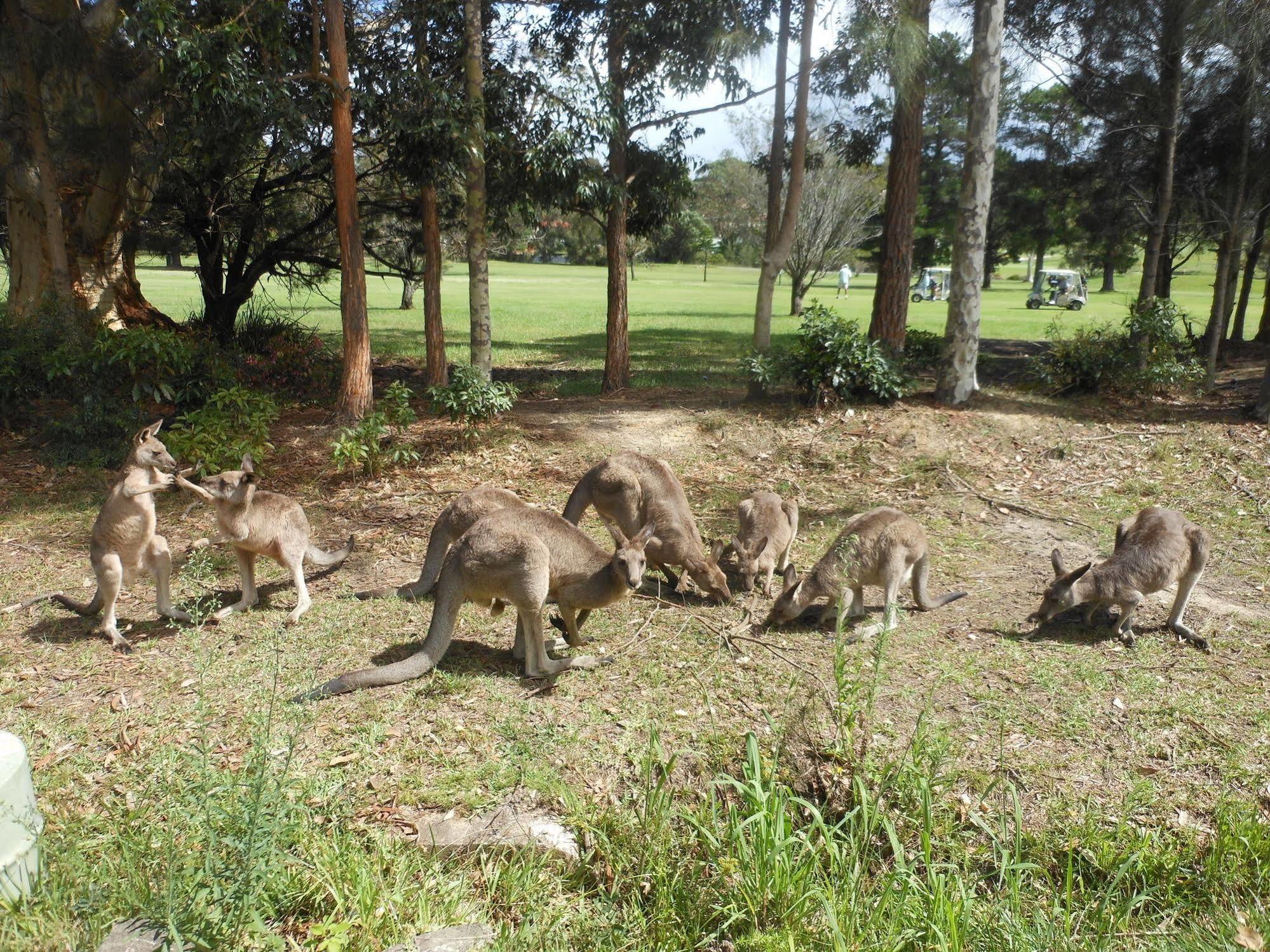 Golf View Motel Sanctuary Point Luaran gambar